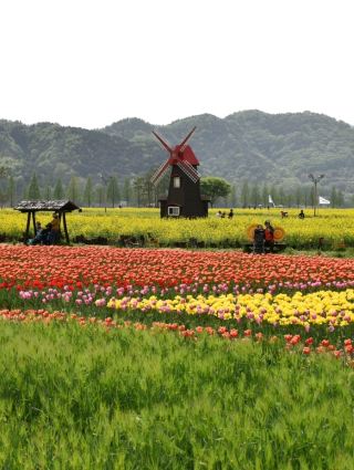 Spring Outing with Kids: Head to Changnyeong!