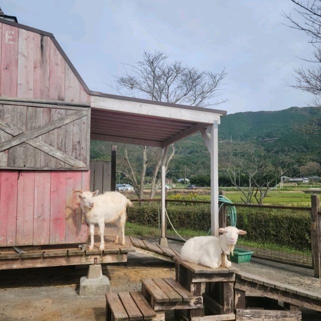 【静岡】酪農王国オラッチェ