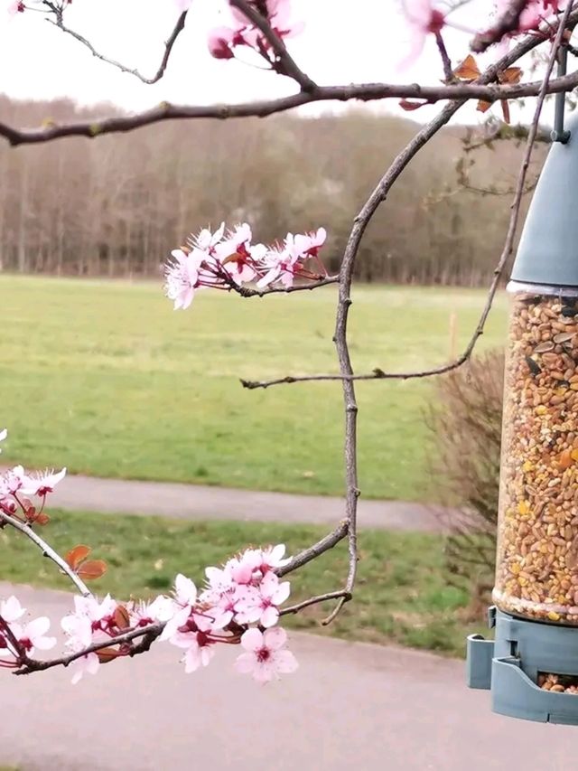 Whispers of Spring at Allesley Park 🌼