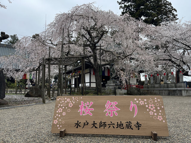 🌸【枝垂櫻與靜心古寺的邂逅】春日私藏景點：水戶大師六地藏寺一日小旅行