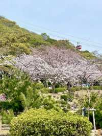 A Day in Nature in Suma, Kobe 🌊🌲