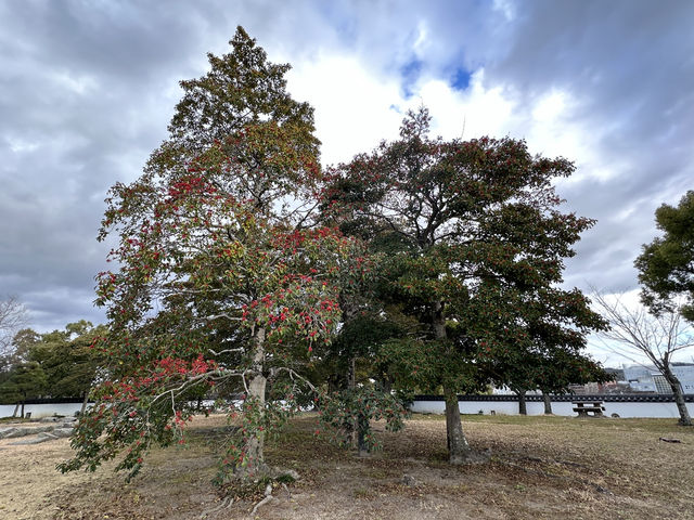 #日本關西廣域八天之旅 | 岡山 | 岡山城 