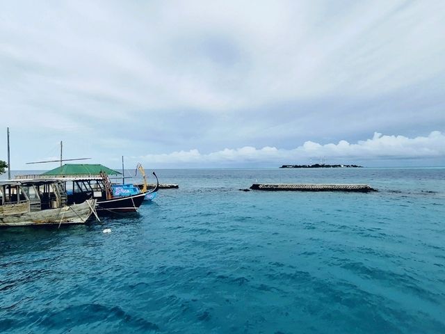 🦈鯊魚蜂擁而至的酒店 Plumeria Maldives 🩵🩵