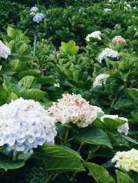 Lost in a Sea of Hydrangeas at Kuv Niam Hydenyia, Chiang Mai