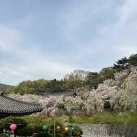 천안 각원사 겹벚꽃 당일치기 여행🌸