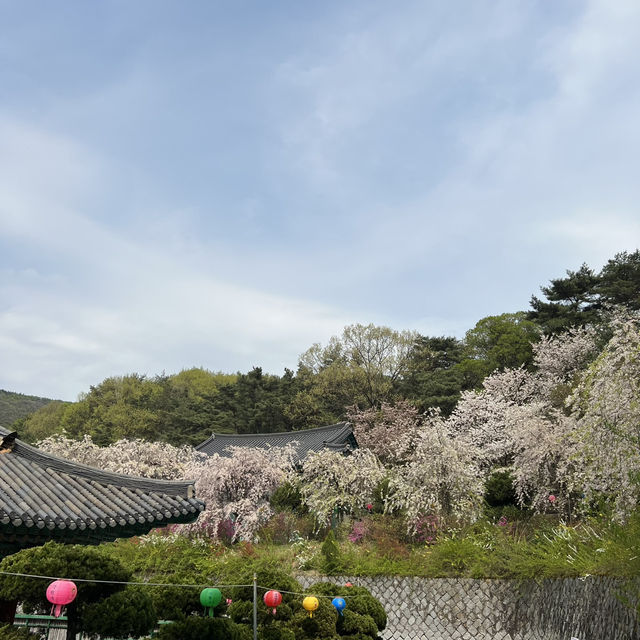 천안 각원사 겹벚꽃 당일치기 여행🌸