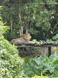 廣州長隆野生動物園