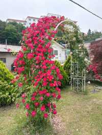🌹충남 아산 카페플라워돔 장미 포토존🌹