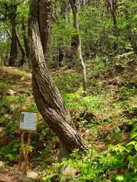 Palgongsan’s Tough Love Peak 