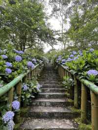 🌺【台東隱藏版花海】民宿老闆私推！5-6月限定「青山農場」繡球花仙境💐