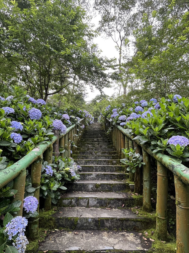 🌺【台東隱藏版花海】民宿老闆私推！5-6月限定「青山農場」繡球花仙境💐