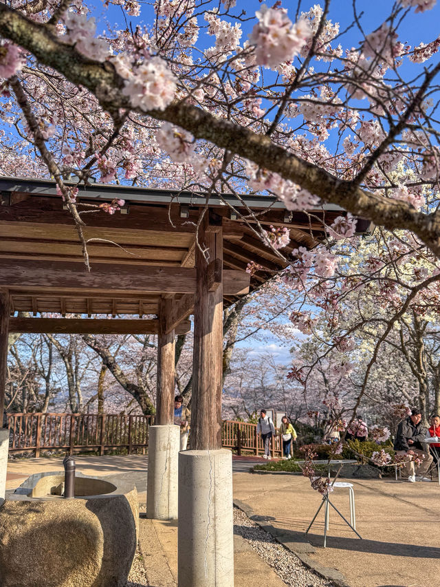 宮城・春日櫻花散策路線｜ 船岡城址公園＆一目千本櫻