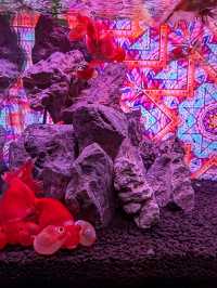 奈良 | 金魚博物館，奈良華麗的金魚祭典