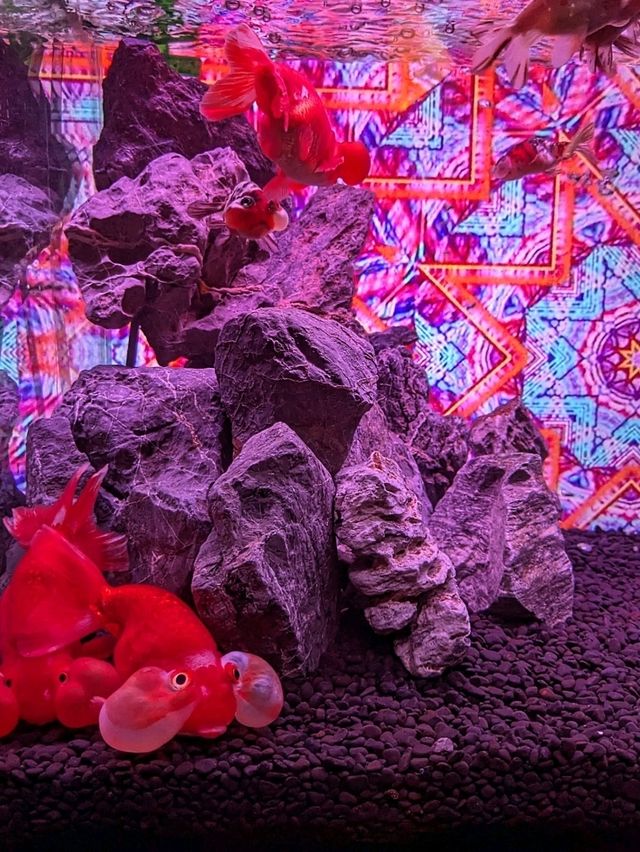 奈良 | 金魚博物館，奈良華麗的金魚祭典