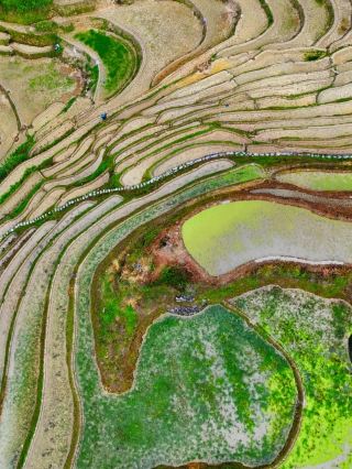 Terraced Fields