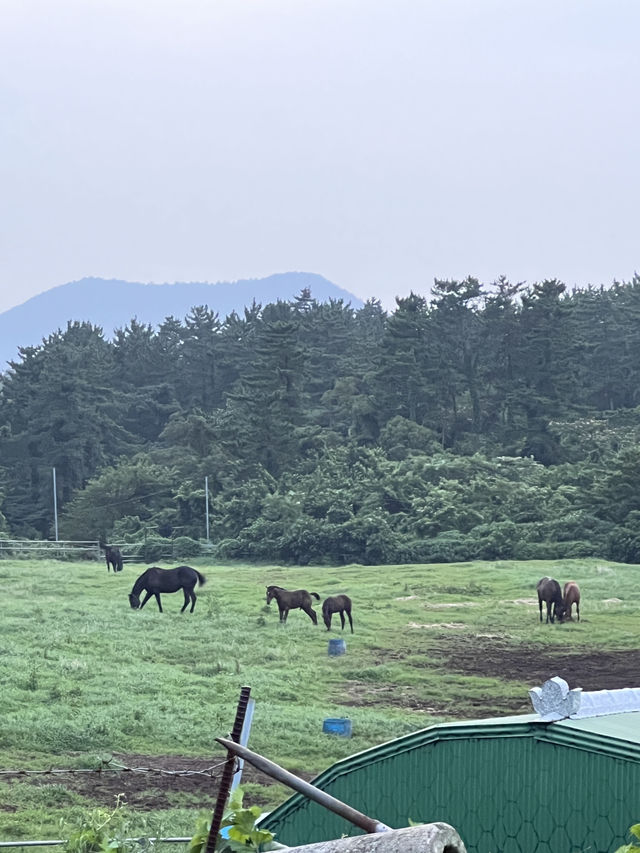 제주도 문도지오름 🌋🚘