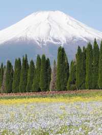 【山中湖 花の都公園で花と富士山に包まれる絶景旅🌸🗻】四季の彩りと癒しの時間を満喫✨