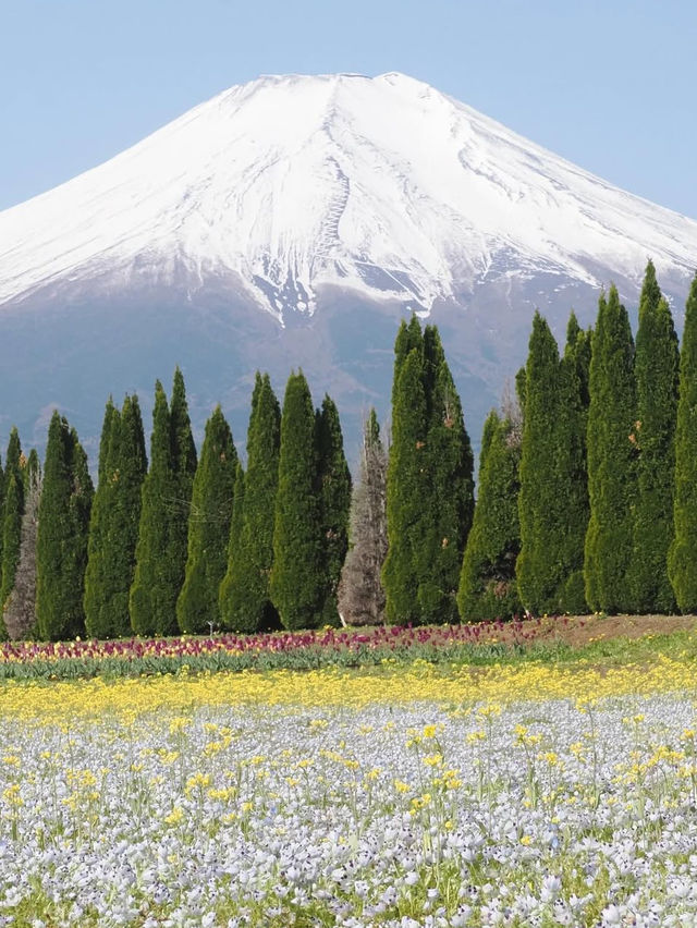 【山中湖 花の都公園で花と富士山に包まれる絶景旅🌸🗻】四季の彩りと癒しの時間を満喫✨