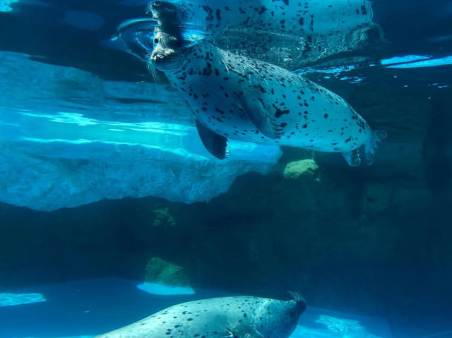 【越前松島水族館でふれあい満喫🐬】海の仲間と過ごす癒しの時間🌊✨