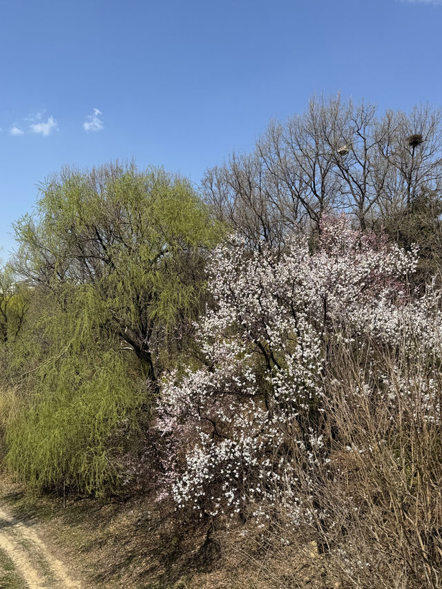 🌸 봄에 걷기 좋은 여행지 추천