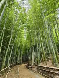 🎋🌊 Bamboo Forest at Geoje Island (거제 대나무 숲): A Serene Summer Escape