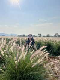 2 Days in Khao Yai: Wine, Flowers & Hidden Gems – My Private Tour Experience from Bangkok 🍷🌻