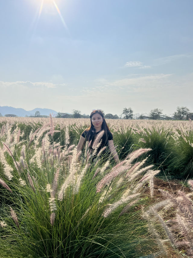 2 Days in Khao Yai: Wine, Flowers & Hidden Gems – My Private Tour Experience from Bangkok 🍷🌻