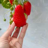 กินสตอร์เบอรี่สีขาวแบบบุฟเฟ่ต์ที่Tsujiguchi Farm