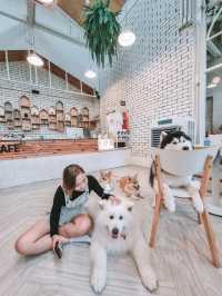 Cuteness overload at a Cafe in BKK 🇹🇭 🐾