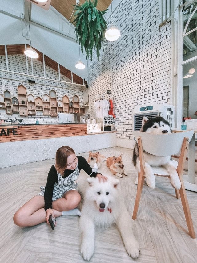 Cuteness overload at a Cafe in BKK 🇹🇭 🐾