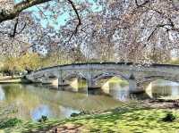 🌿 Peaceful Stroll Through Abbey Park