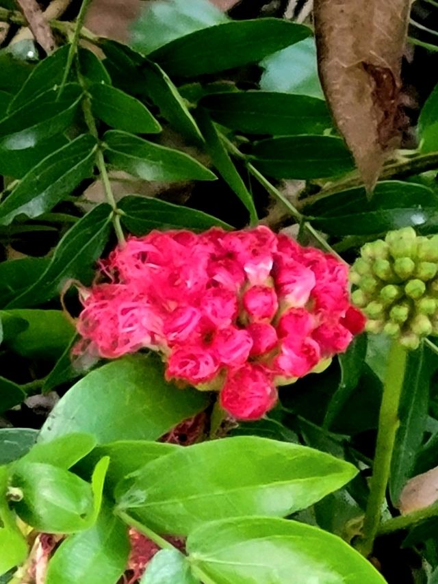 Strolling through the charming Floral Ridge
