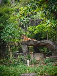 Attractions to visit in Khao Kheow Open Zoo