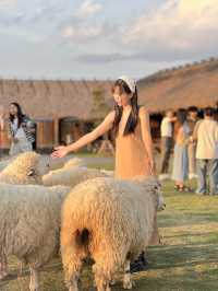 คาเฟ่  ฟาร์มแกะในเมืองเชียงราย ABONZO