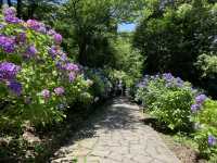 靜岡伊豆下田紫陽花季 六月限定景點
