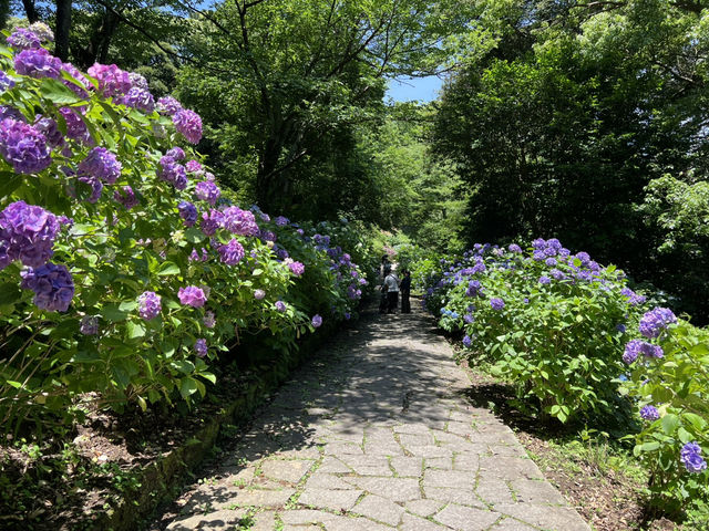 靜岡伊豆下田紫陽花季 六月限定景點