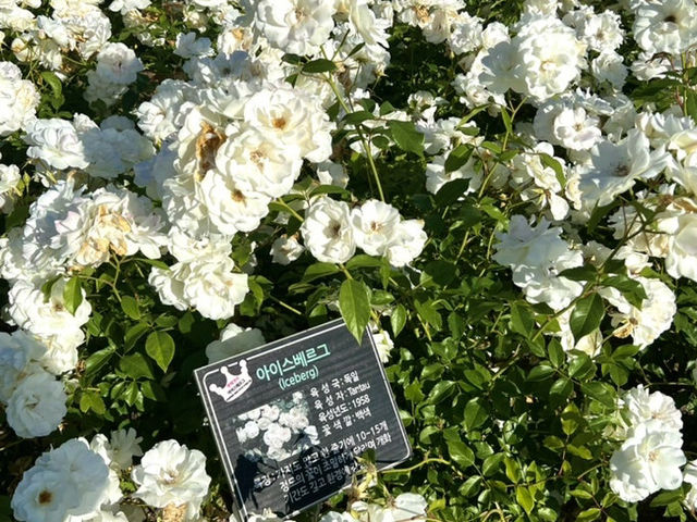 🌳 자연 속 힐링 실외데이트! 울산대공원 산책 추천 💚