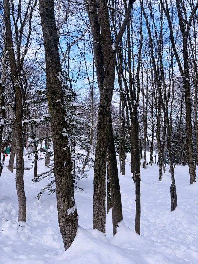 【北海道】森林精靈露台：森林步道中的童話小木屋