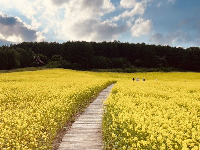 🌿 Solo Escape to Farm Tomita Lavender Fields (East)