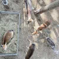 Lanna Mini Zoo (ลานนา มินิ ซู) 🐰🦆🐒
