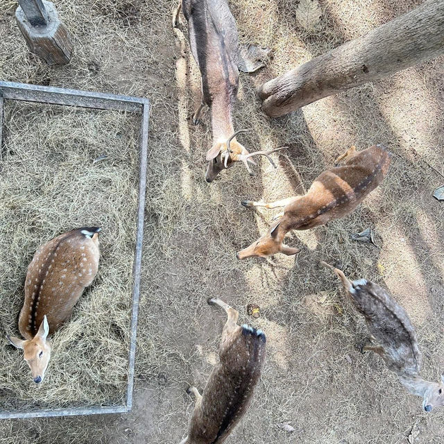 Lanna Mini Zoo (ลานนา มินิ ซู) 🐰🦆🐒