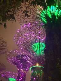 Gardens By the Bay ชมต้นไม้ยักษ์ โชว์แสงสีเสียง 