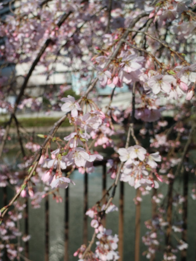 📍大阪城公園 Osaka Castle Park