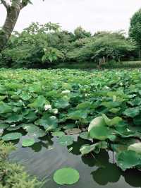 【鎌倉　もうすぐ開花する鶴岡八幡宮のハス池🪷と快適なカフェ】