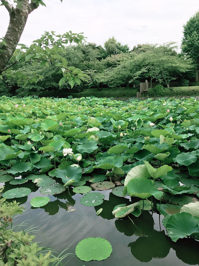 【鎌倉　もうすぐ開花する鶴岡八幡宮のハス池🪷と快適なカフェ】