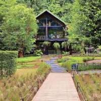 Into The Forest Café กระบี่