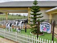 Sabah’s Little New Zealand: A Morning at Desa Cattle Dairy Farm