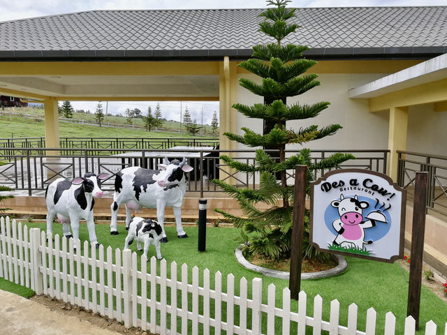 Sabah’s Little New Zealand: A Morning at Desa Cattle Dairy Farm