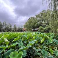 🌿 A Peaceful Escape in Kunming: Green Lake Park (翠湖) 🌿