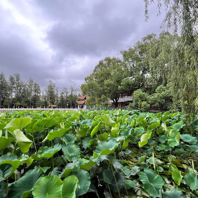 🌿 A Peaceful Escape in Kunming: Green Lake Park (翠湖) 🌿